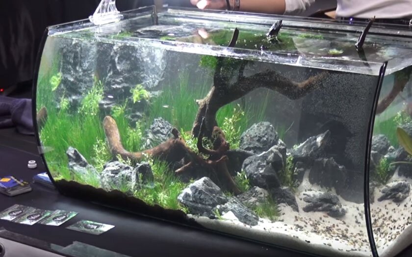 realistic forest in tank